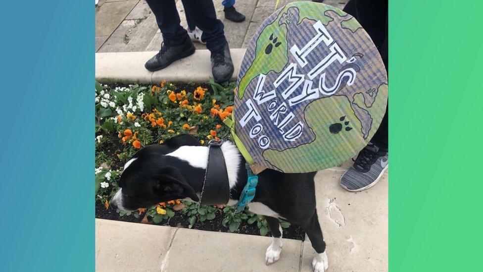 Dog wearing a sign saying "It's my world too"