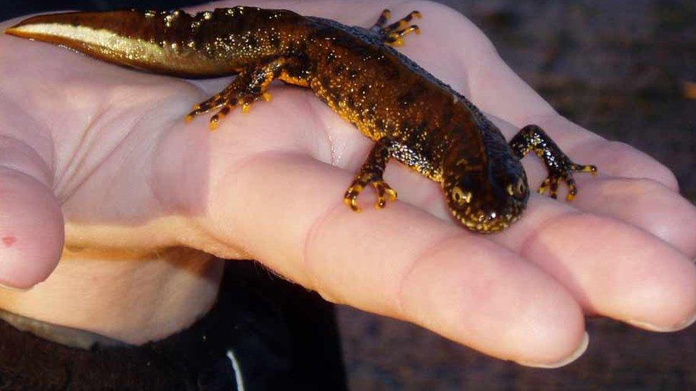 Great crested newt