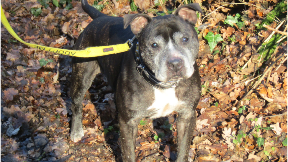 Jodie the Staffie