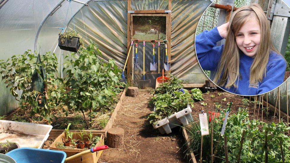 A picture of a polytunnel on Muck.