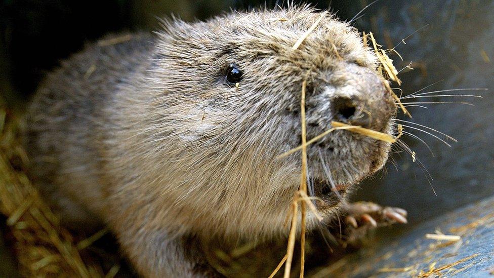 File image of a beaver being released into the wild.