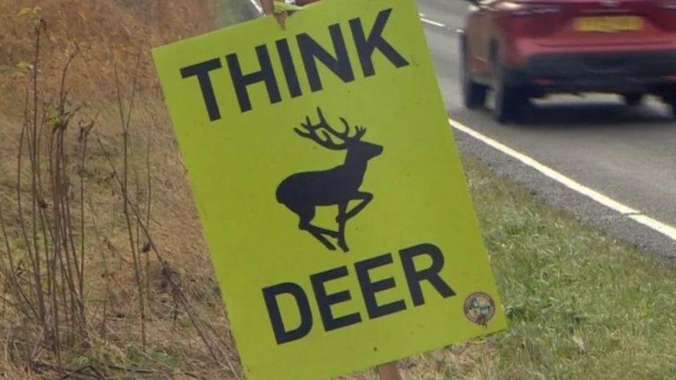 Yellow sign saying "Think Deer"