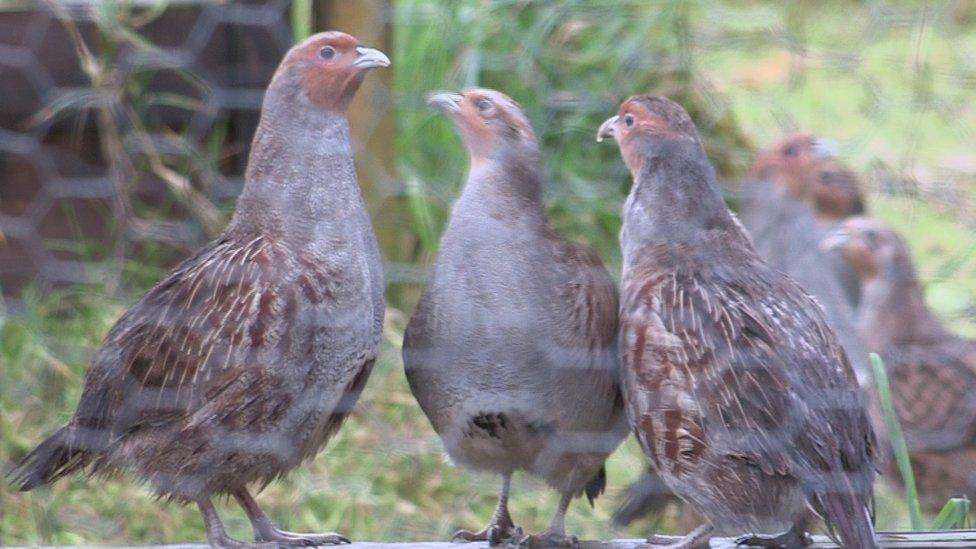 David has taken delivery of 29 birds and, for the second year, is breeding and releasing them