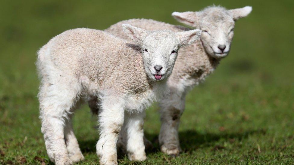 NZ lambs