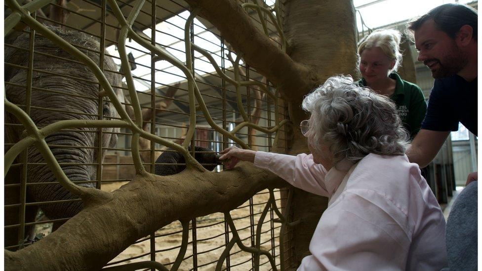 Kay Day feeding an elephant