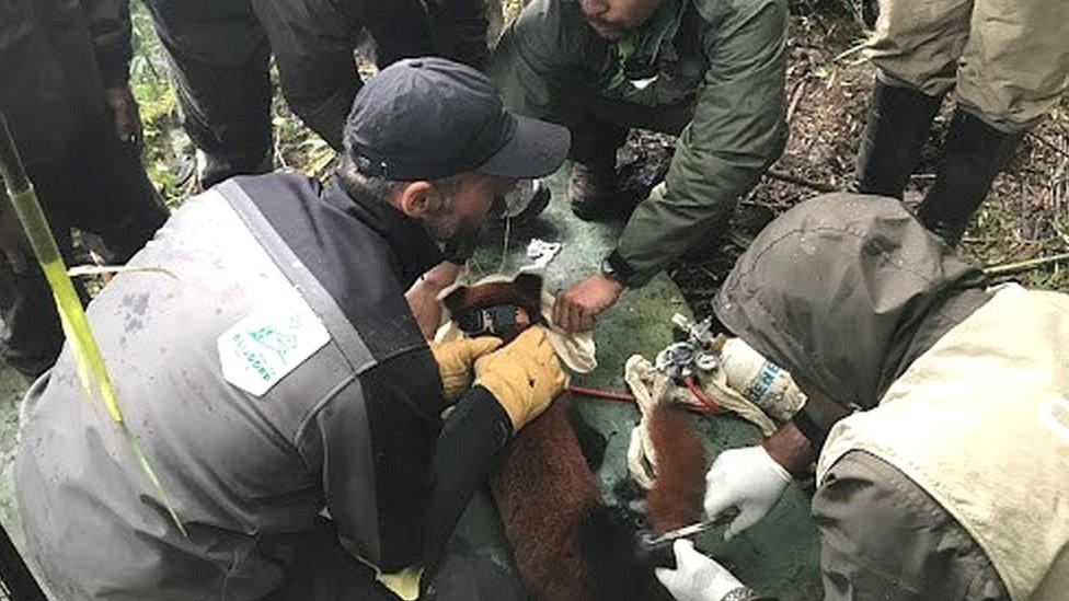 Paaru, being fitted with the collar