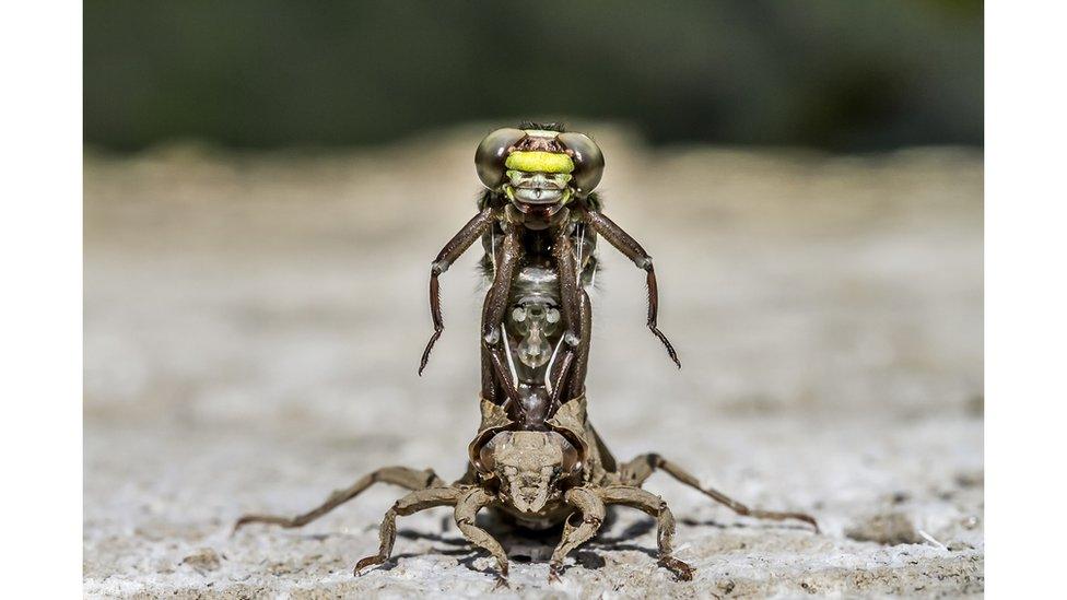 Dragonfly emerging from nymph stage