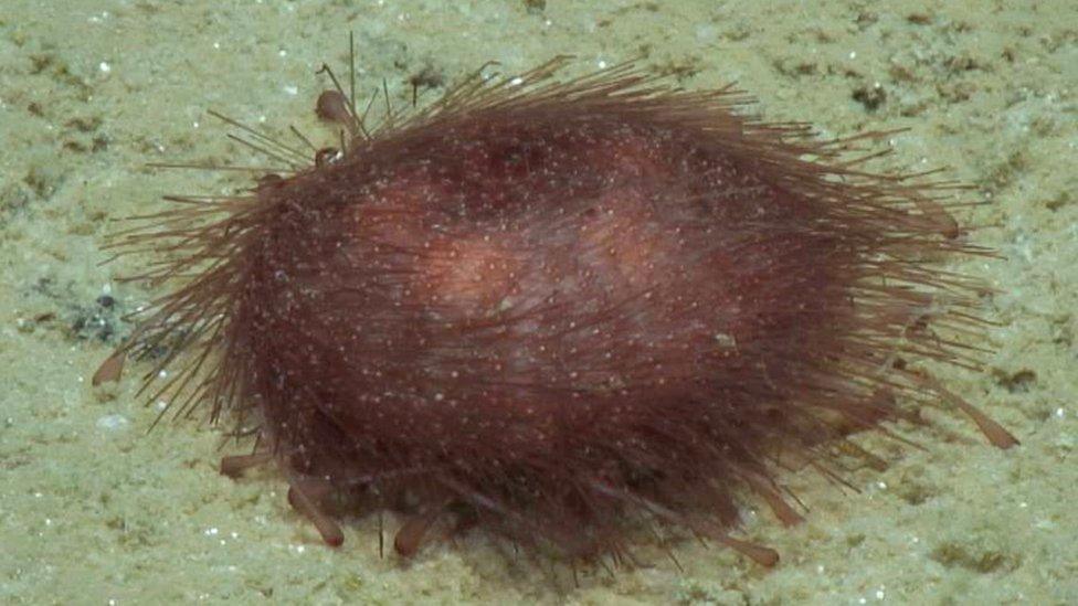 Kamptosoma abyssale