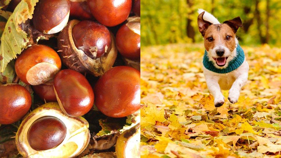 conkers-and-dog.