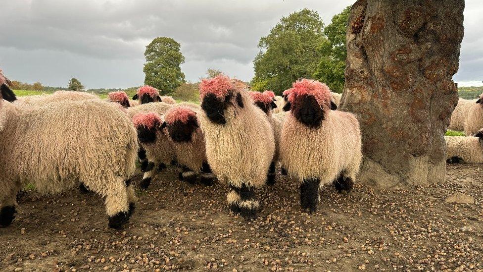 Sheep with dyed heads, around a tree