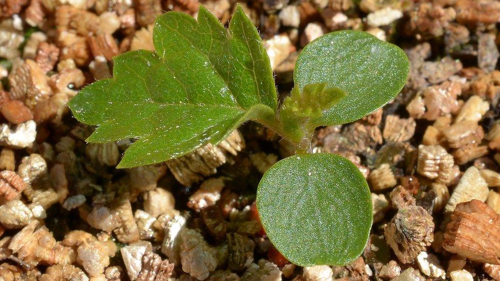 Japanese birch seedling (Image: Bedgebury National Pinetum)