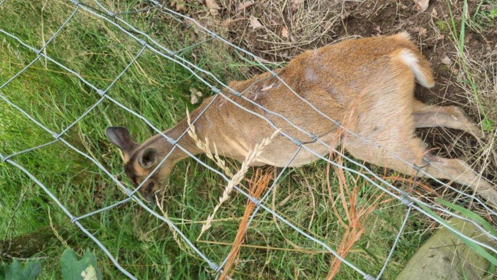 Deer stuck in fencing