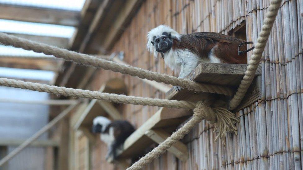 Cotton-top tamarins at Newquay Zoo