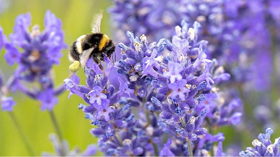 Bee on lavender