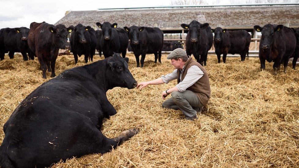 Farmer and his cows