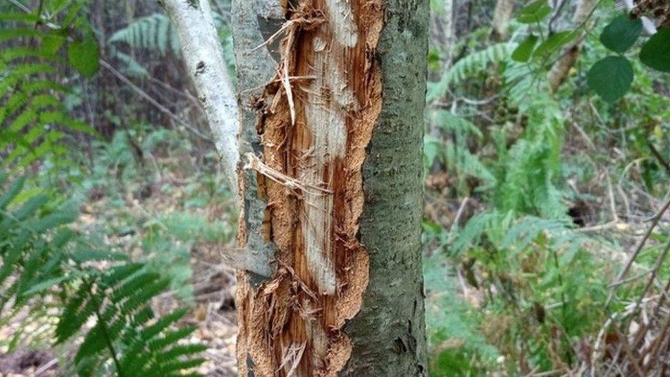 Tree gored by a bison