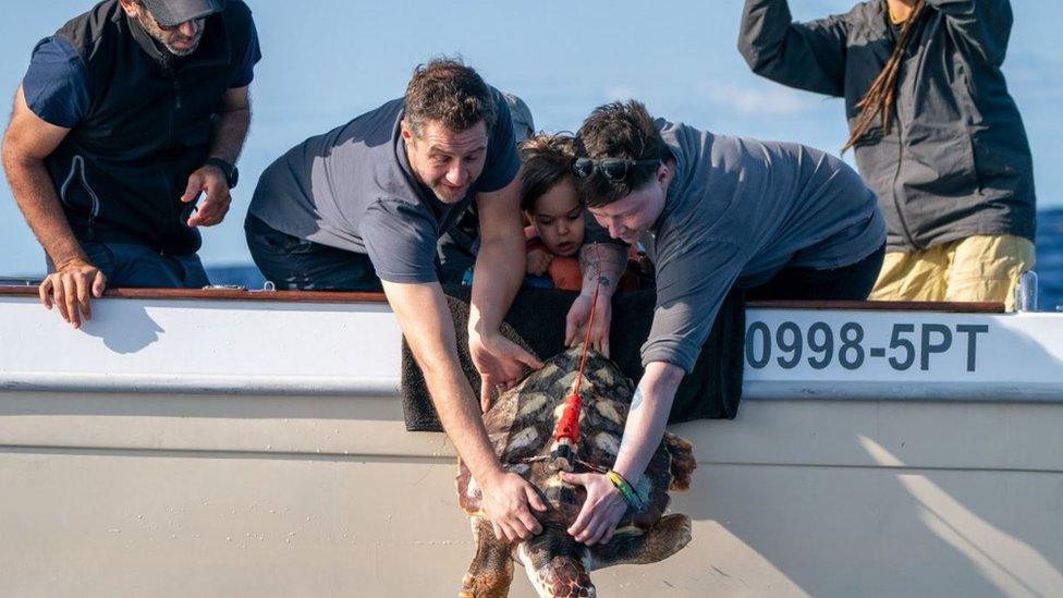 Marine specialists prepare to release Iona, a loggerhead turtle