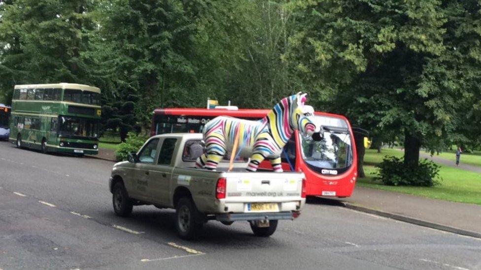 Marwell Wildlife's multi-coloured zebra, known as "Gilbert"