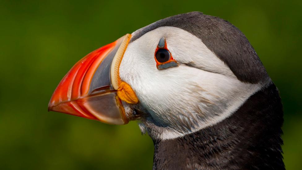 A puffin on Skomer