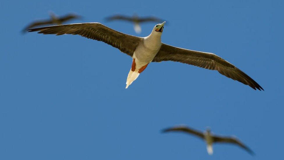 Red footed booby