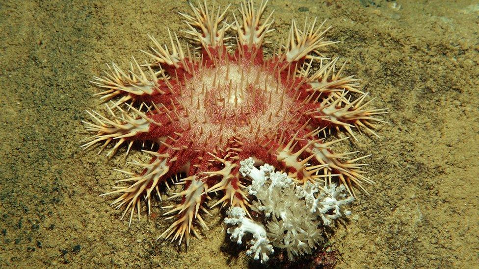 Crown of thorns Starfish feeding on coral