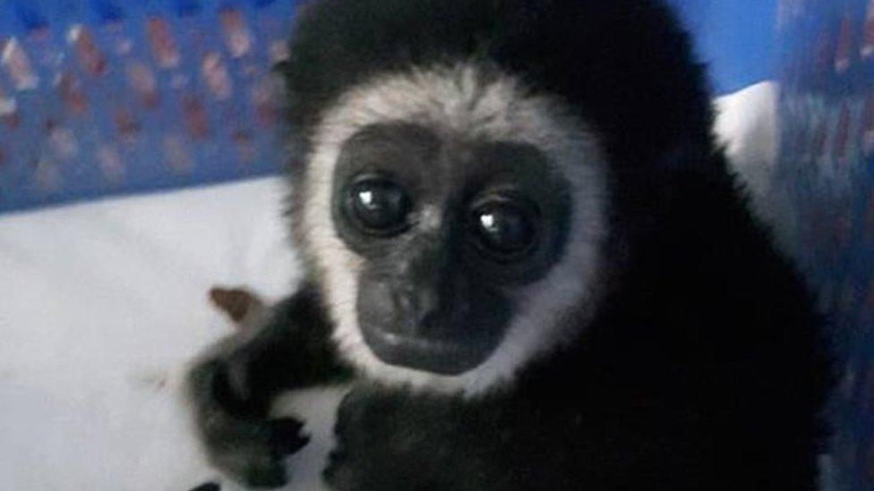 A white-handed gibbon