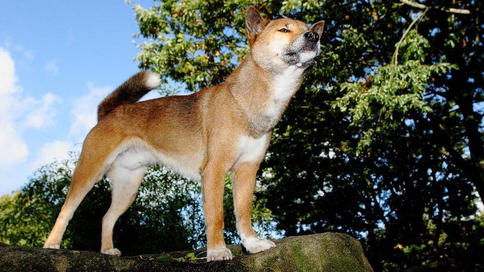 Kota the New Guinea Singing Dog