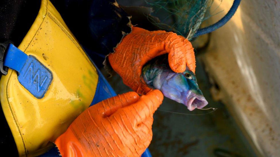 French fisherman Claude holds a fish caught in a net on his boat (file image)