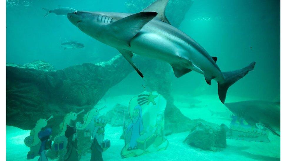 Shark swims past nativity scene in aquarium tank