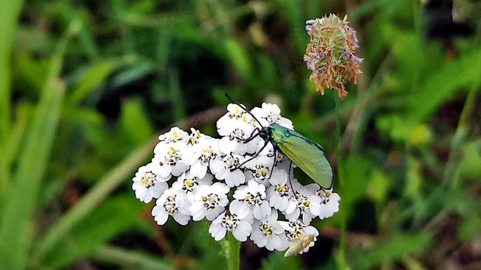 Forester moth