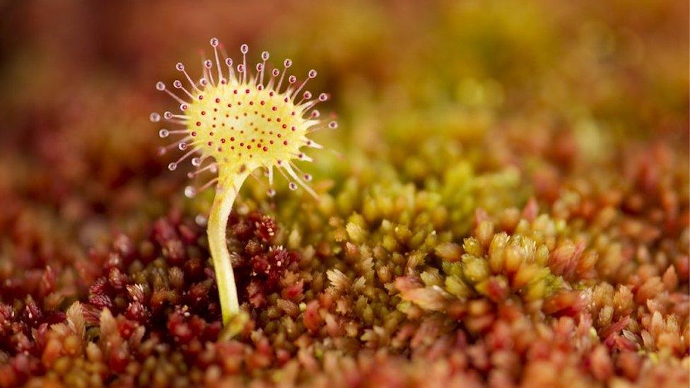 Greater sundew