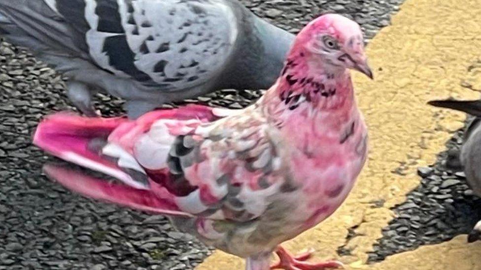 Pink pigeon