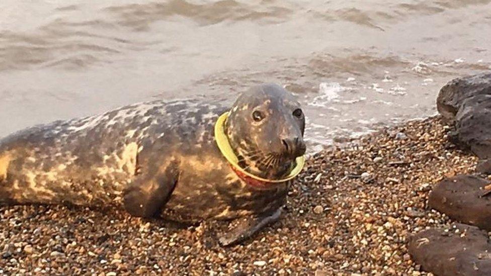 Seal on beach