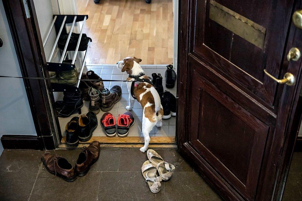 A Jack Russell enters the doorway of a house.