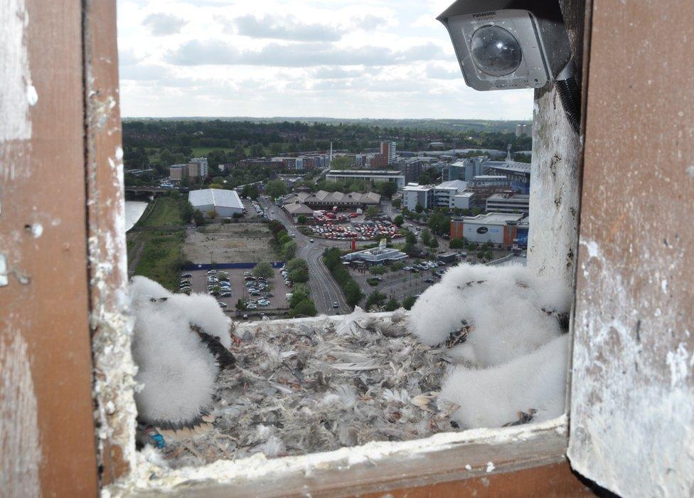 Peregrine chicks at The Mill, Ipswich