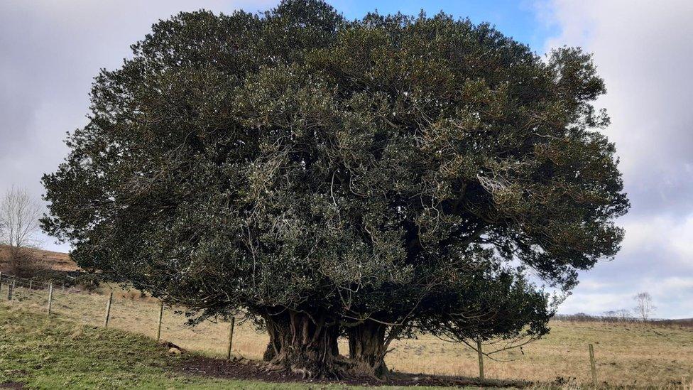 Holly on the hill