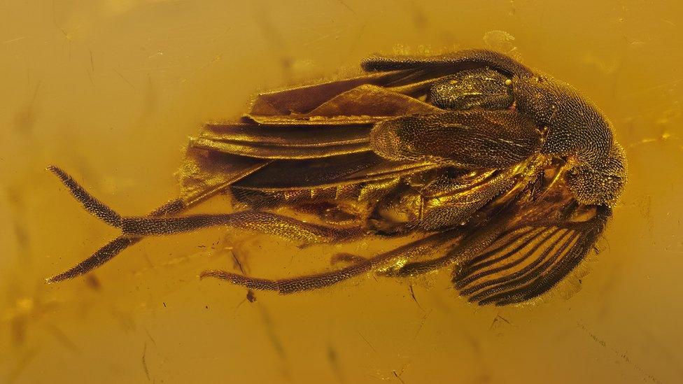 Wedge shaped beetle trapped in amber