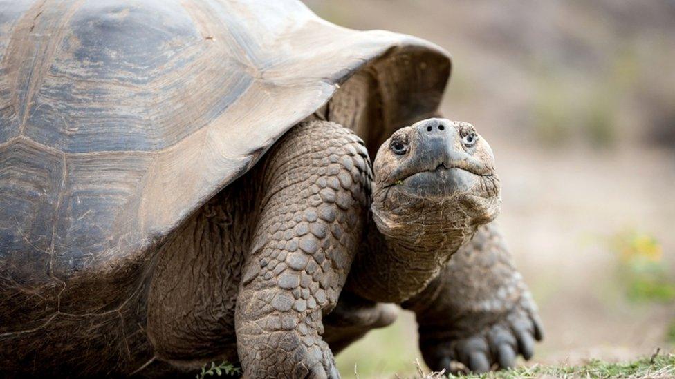 giant tortoise