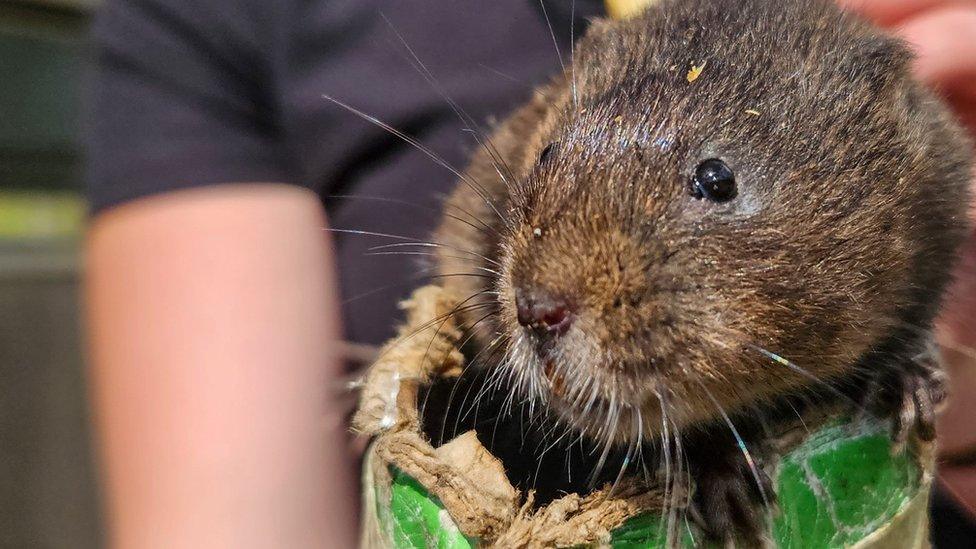 water vole