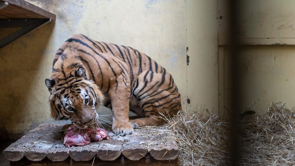 Tiger in Poznan Zoo, 6 Nov 19