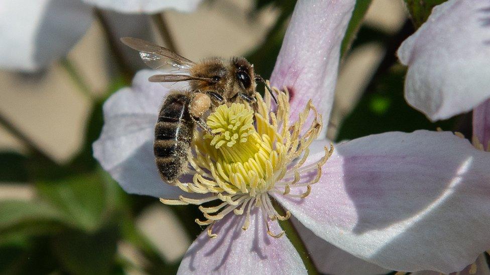 A bee on a flower