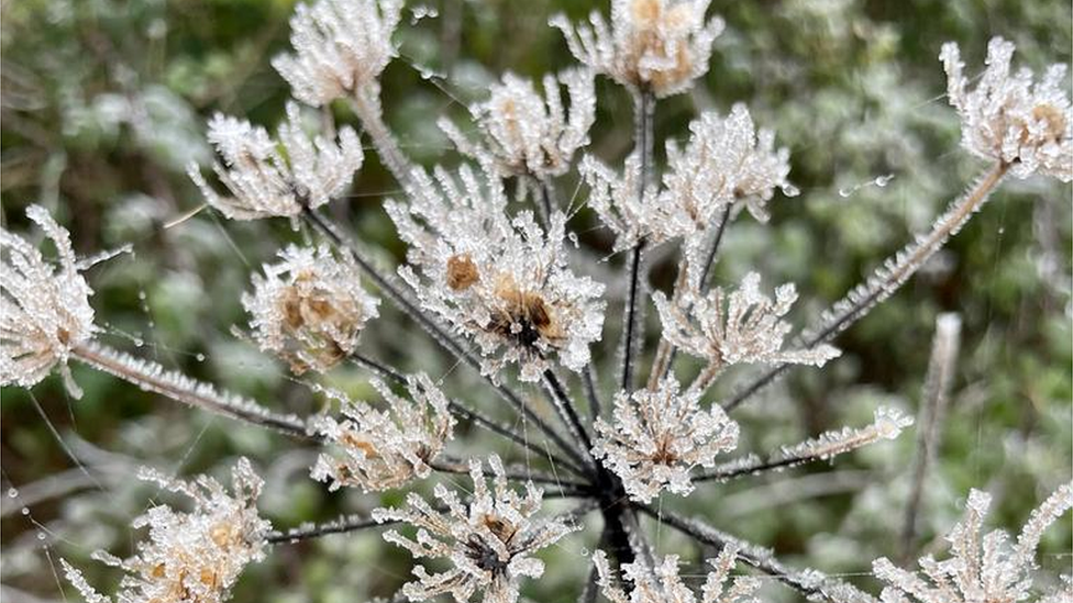 Plant in ice