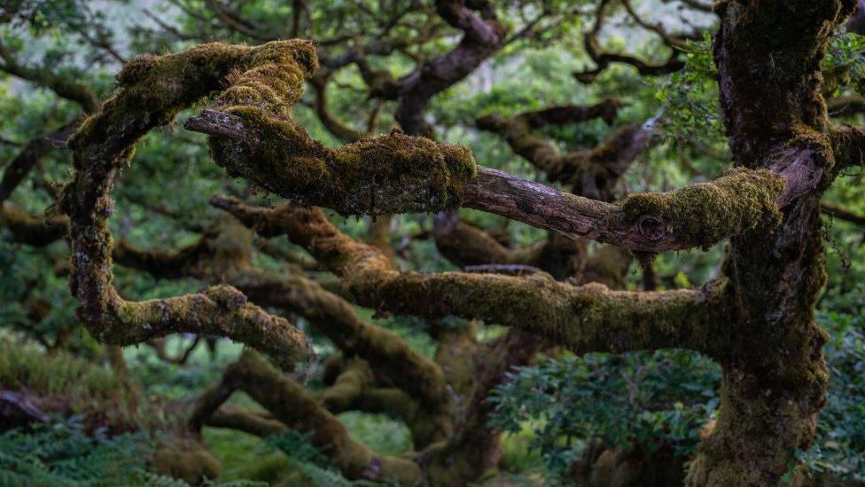 temperate rainforest uk