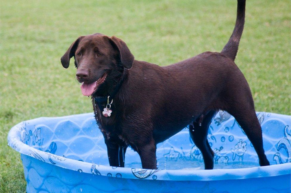 Dog in paddling pool