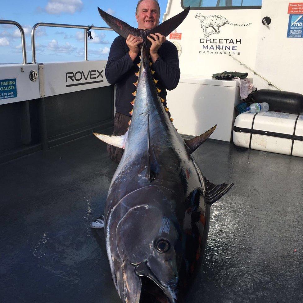 Giant tuna caught off Pembrokeshire