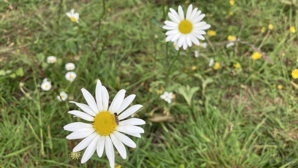 Wildflowers