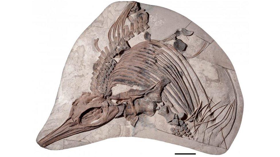 ichthyosaur-fossil.