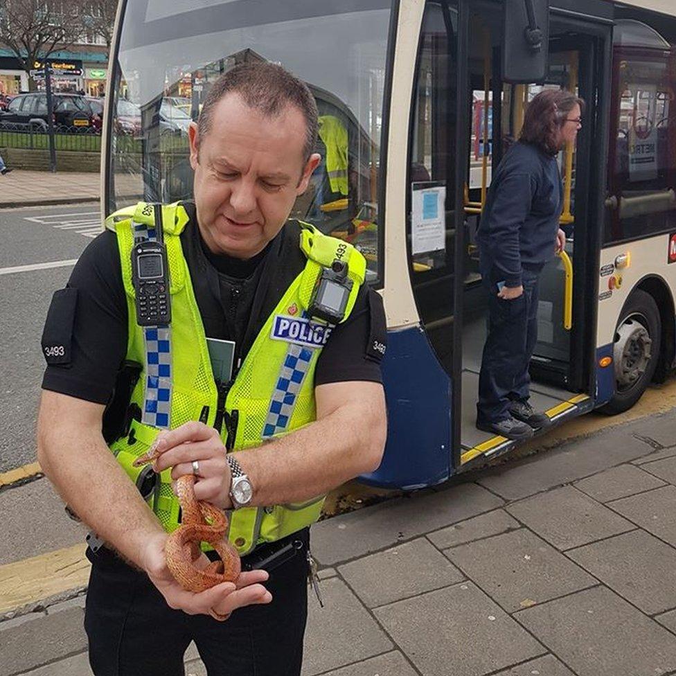 Snake removed from bus in Shipley