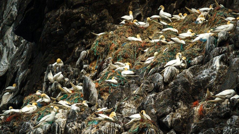 Gannets in Norway with nests made of ropes and fishing gear