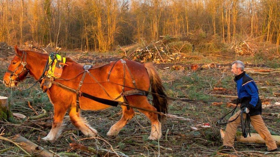 Suffolk Punch pulling a log